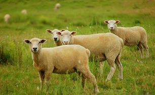 Aid photos moutons
