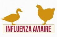 Un foyer d’Influenza Aviaire détecté en Belgique : 7 communes du département du Nord placées en zone de surveillance