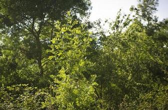Forêts - L'ONF interdit l'accès à une forêt du Nord victime de chalarose