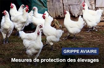 Influenza aviaire - Passage en risque élevé sur l’ensemble du territoire