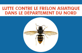 Frelon asiatique - La préfecture met en place un nouveau dispositif de surveillance dans le département du Nord