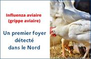 Influenza aviaire - un premier foyer a été détecté dans le Nord