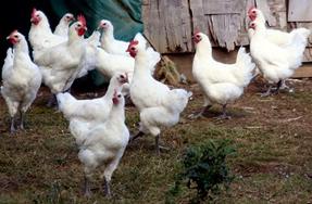 Agriculture - Soutien aux producteurs de volailles suite à l’épisode d’influenza aviaire H5N8