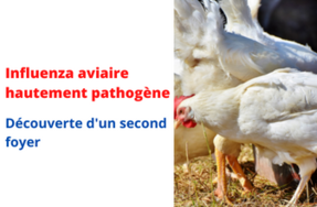 Découverte d’un nouveau foyer d’influenza aviaire ce week-end