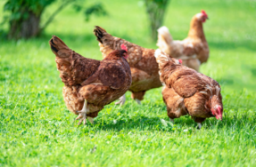 Grippe aviaire (virus influenza aviaire hautement pathogène - H5N8)