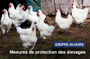Influenza aviaire hautement pathogène H5N8 : risque élevé sur l’ensemble du territoire métropolitain