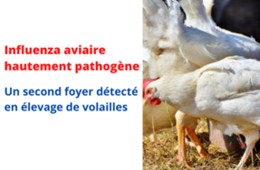 Influenza aviaire 