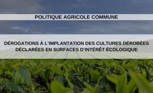 Politique agricole commune : dérogations à l’implantation des cultures dérobées