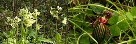 à gauche : primevère élevée primula elatior - à droite : carabus auratus