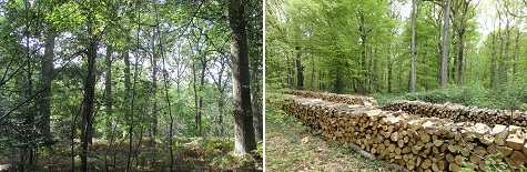 à gauche : Forêt de St Amand-les-Eaux  -  à droite : Récolte de bois